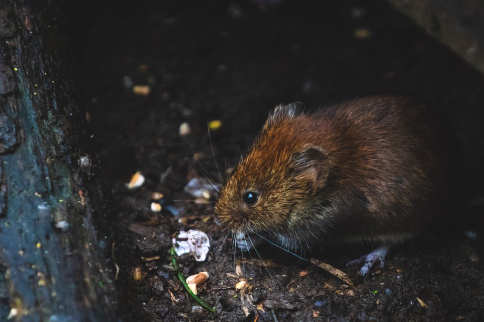 Closeup Photo Of Tan Rat photo