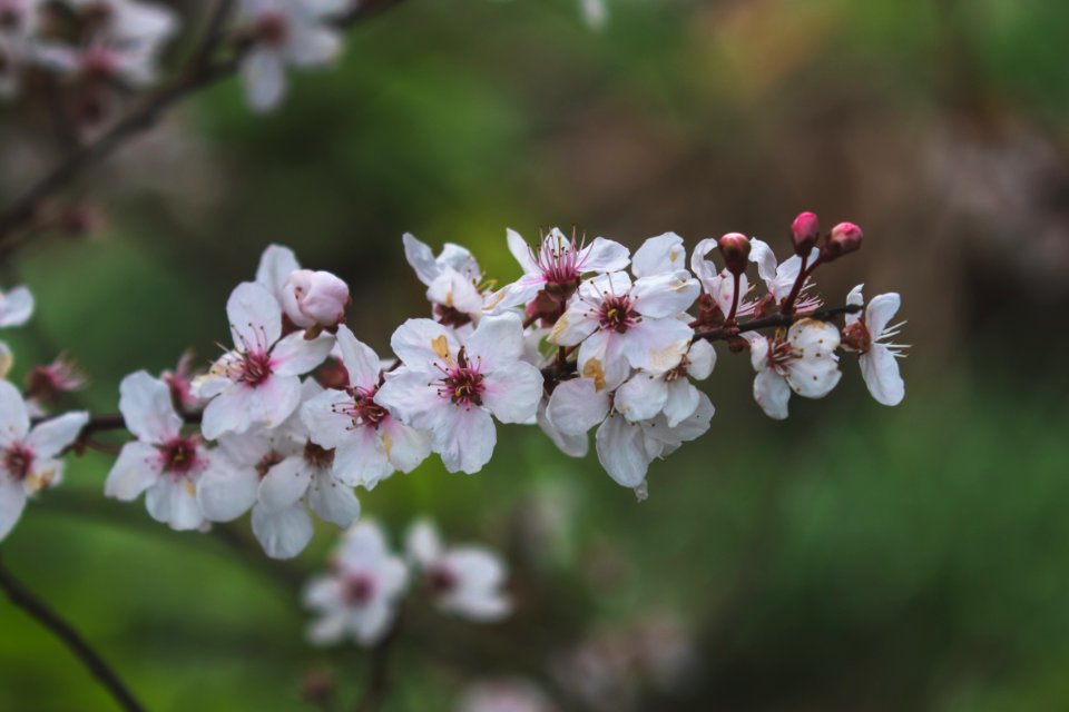 White Flowers In Focus Photography