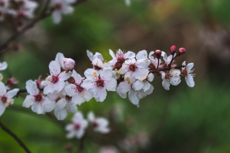 White Flowers In Focus Photography photo