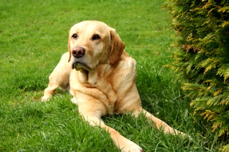 Adult Brown Labrador Retriever photo