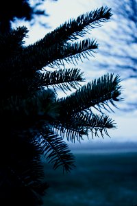 Palm Tree Close-up Photo