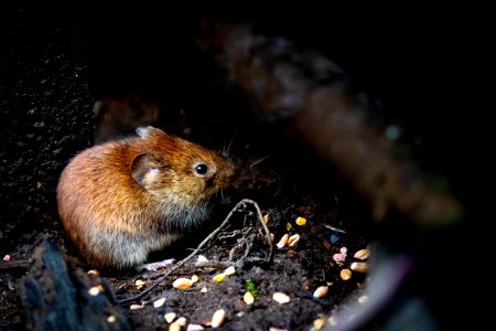 Selective Focus Photography Of Brown Rodent