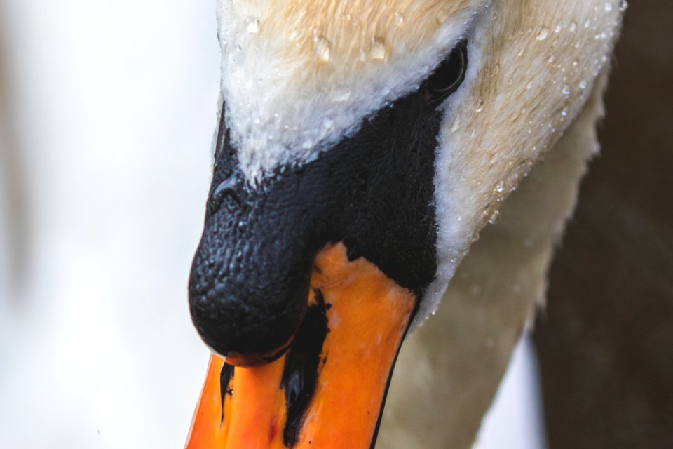 Orange And White Bird Face