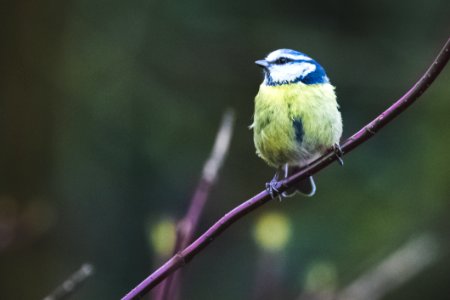 Bird Perched On Plant