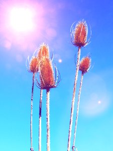 Macro Photography Of Brown Plant