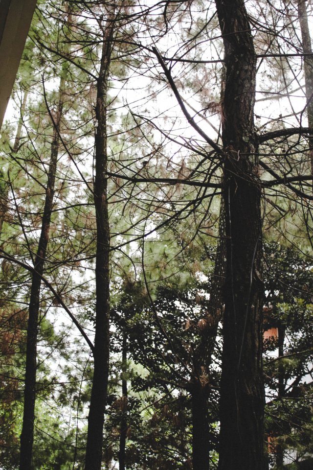 Closeup Photo Of Green Trees