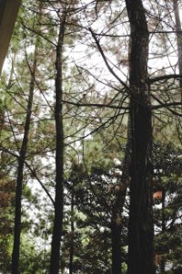 Closeup Photo Of Green Trees