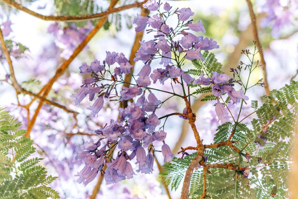 Selective Focus Photography Of Purple Clustered Flowers