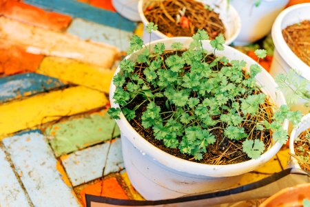 Green Leaf Plant With White Ceramic Plant photo