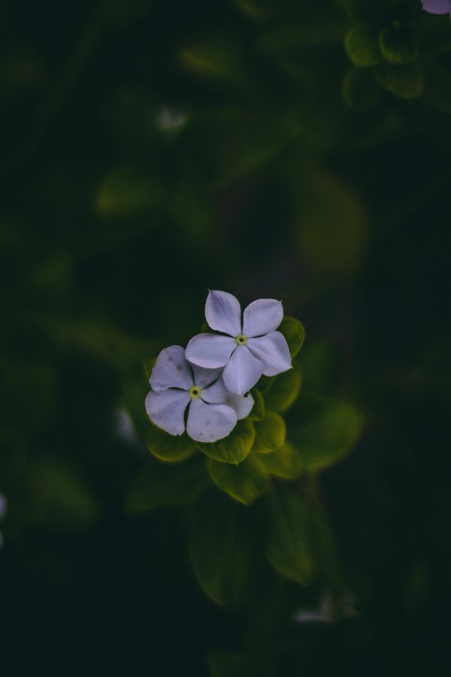 Two White Periwinkle Flower In Bloom At Daytime