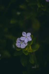 Two White Periwinkle Flower In Bloom At Daytime