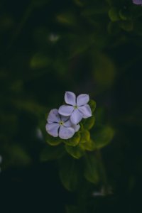 Two White Periwinkle Flower In Bloom At Daytime photo