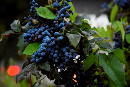 Blue Berries photo