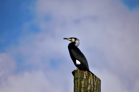 Black Bird Perching On Post photo