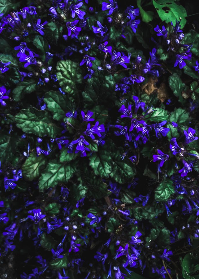 Purple Petaled Flowers