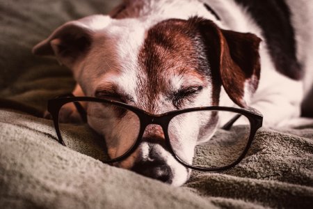 White And Brown Dachshund With Black Framed Eyeglasses photo