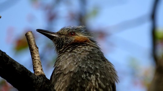 Bird Beak Fauna Feather photo