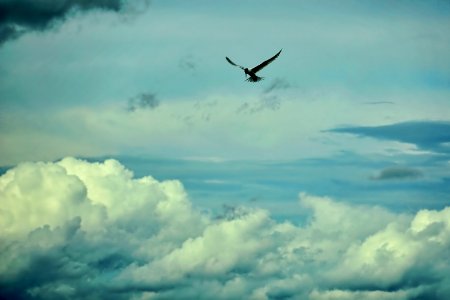 Sky Cloud Flight Daytime photo