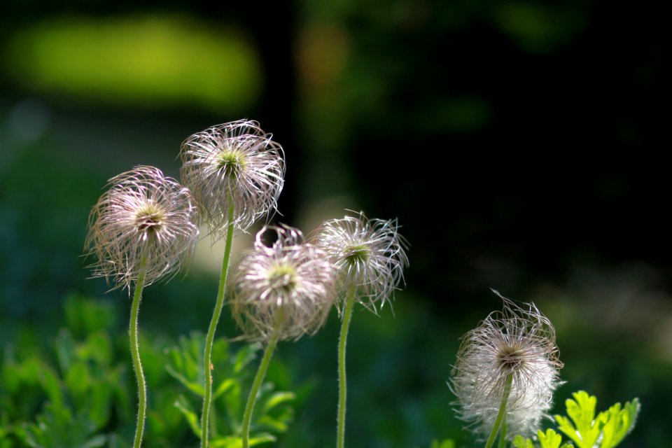Flower Dandelion Plant Flora
