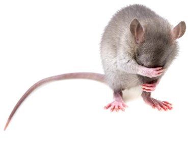 Mouse Rat Muridae Mammal photo