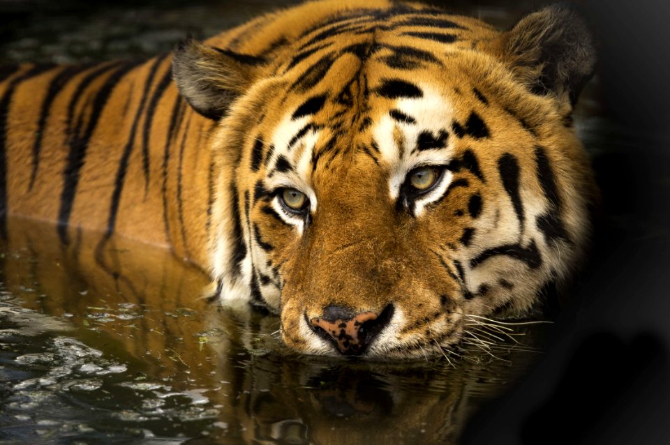 Tiger Wildlife Mammal Terrestrial Animal