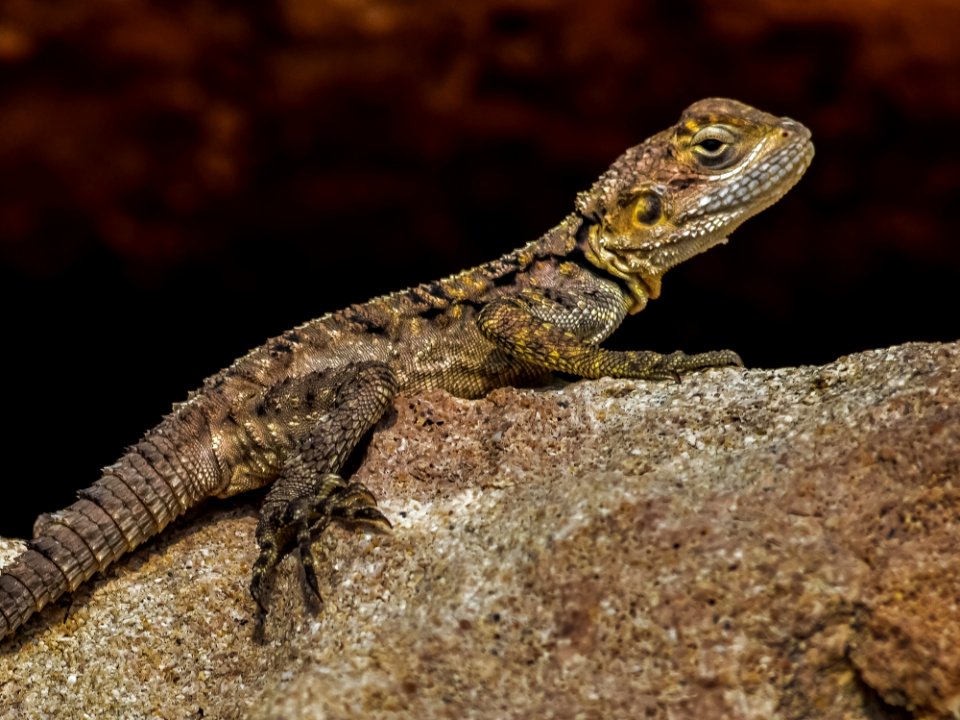Reptile Lizard Scaled Reptile Fauna