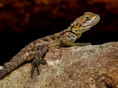 Reptile Lizard Scaled Reptile Fauna