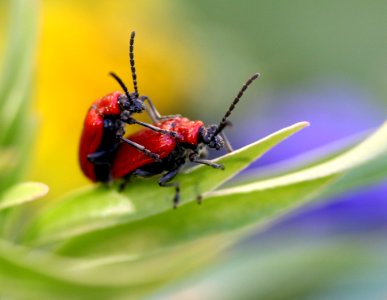 Insect Macro Photography Invertebrate Beetle