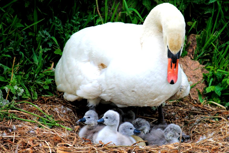 Bird Water Bird Ducks Geese And Swans Fauna
