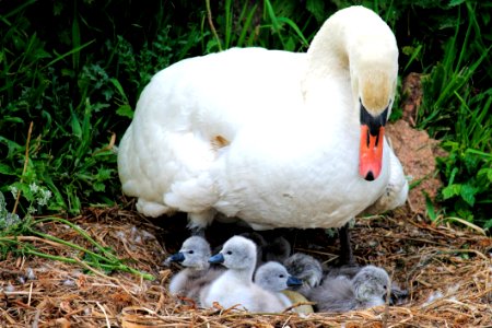 Bird Water Bird Ducks Geese And Swans Fauna