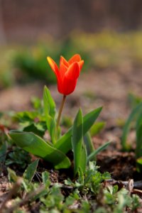 Plant Flower Flora Tulip