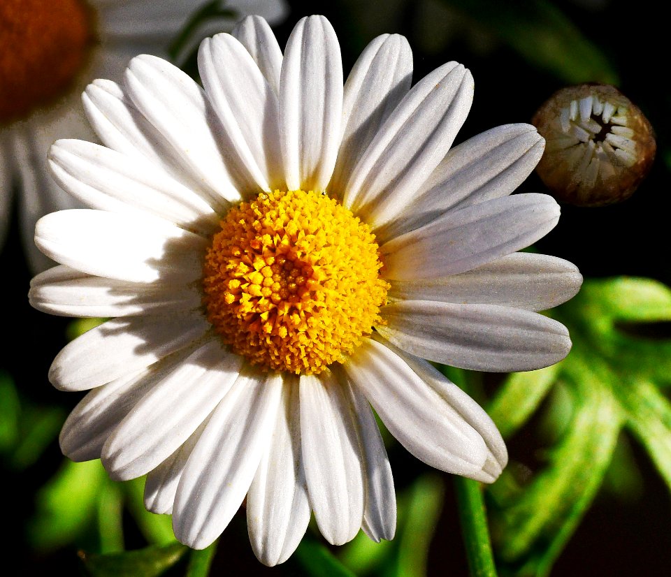 Flower Oxeye Daisy Flora Chamaemelum Nobile