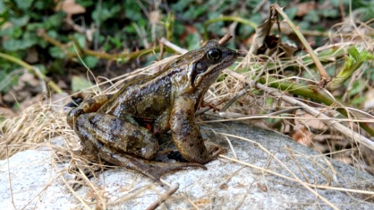 Amphibian Frog Ranidae Toad photo