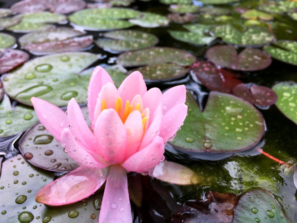 Flower Plant Flora Pink