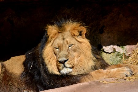 Lion Wildlife Terrestrial Animal Fauna photo
