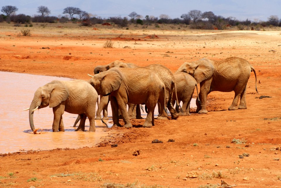 Elephant Elephants And Mammoths Wildlife Terrestrial Animal