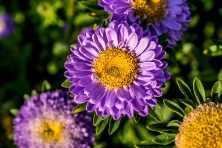Flower Aster Purple Plant photo
