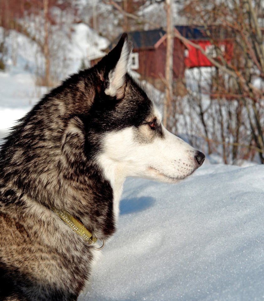 Siberian Husky Dog Like Mammal Dog Sakhalin Husky