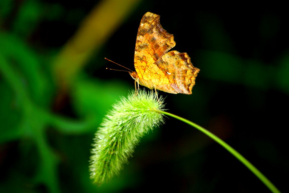 Insect Butterfly Moths And Butterflies Brush Footed Butterfly