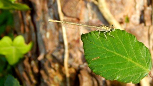 Insect Damselfly Invertebrate Leaf photo