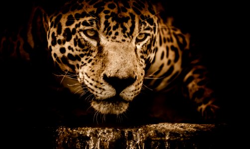Wildlife Jaguar Mammal Leopard photo