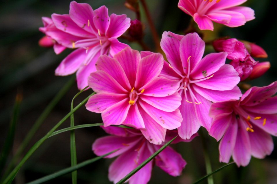 Flower Plant Flora Flowering Plant