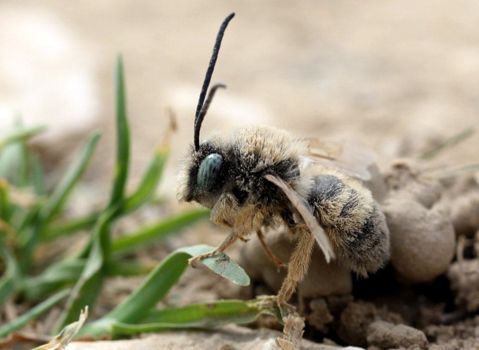 Insect Bee Invertebrate Membrane Winged Insect