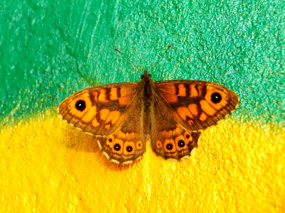 Butterfly Moths And Butterflies Insect Invertebrate