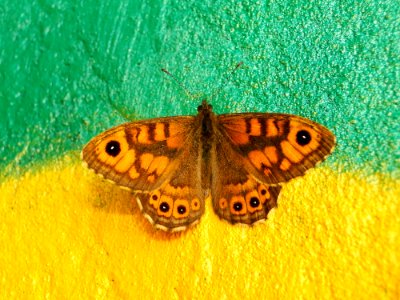 Butterfly Moths And Butterflies Insect Invertebrate