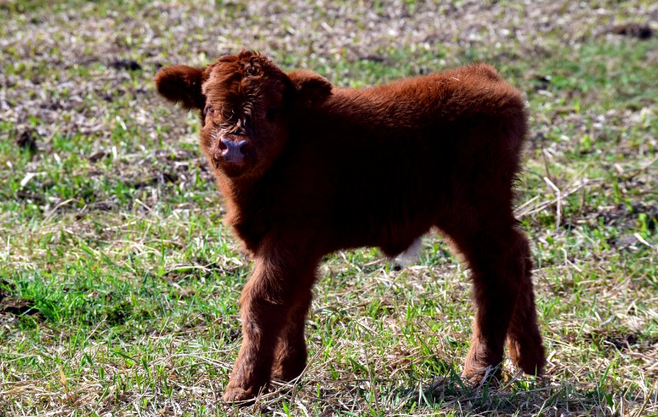 Cattle Like Mammal Terrestrial Animal Bison Grazing