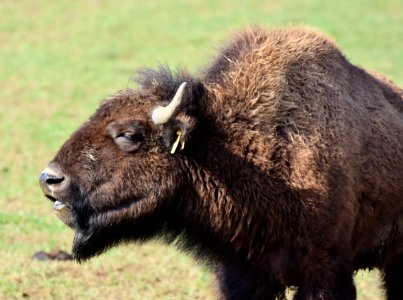 Bison Cattle Like Mammal Terrestrial Animal Wildlife photo