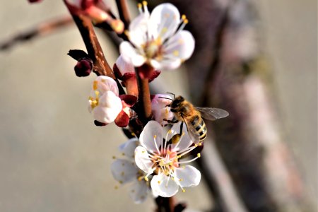 Bee Honey Bee Blossom Insect photo