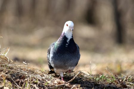 Bird Stock Dove Beak Pigeons And Doves