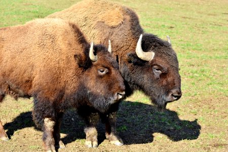 Bison Cattle Like Mammal Terrestrial Animal Wildlife photo